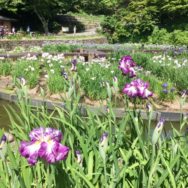 花菖蒲園